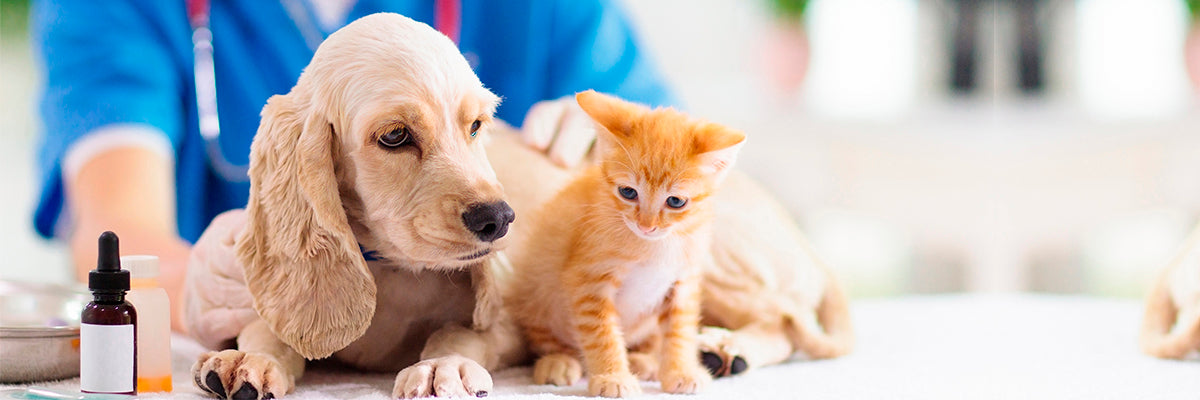 Veterinaria